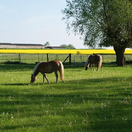 Koppelblick *